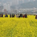 대저생태공원 부산 낙동강유채꽃축제 이미지