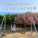운신초등학교 | 서산 운신초등학교 겹벚꽃 4월 26일 만개 후기 / 숨은 명소 주차, 방문팁