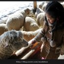 저상목장 이미지