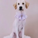 그레이스그루밍 이미지