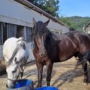 퀸즈승마장 이미지