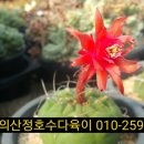 귀선농장 네이버블로그