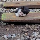 삼계동물병원 이미지