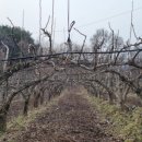 천만농장2 이미지