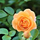 아름다운 반복 이미지