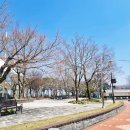 섬진강 쉼터 | 곡성 섬진강기차마을 후기 🌸 아이와 가기 좋은 벚꽃 명소, 놀이시설 대기 없이 즐겼어요