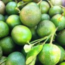 깔라만시(Calamansi) 이미지