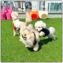 털로덮인친구들 수원매교점 | 털로덮인친구들 수원매교점의 재밌는 산책 시간 ✨[수원역 / 인계동 애견유치원 털로덮인친구들 수원매교점]