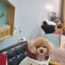 제니브라우니