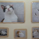 용동물병원 이미지