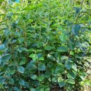 모과목장 이미지