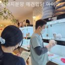 강아지분양 애견입양 아이러브독 수원점 말티푸미니비숑포메 이미지