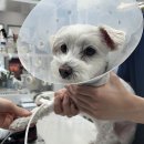 옥길아라동물의료센터 이미지