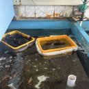 포항물회집 | 포항 물회 맛집 <여남회집> 내돈내산 후기