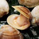 조개 이미지