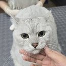 까미 헤어 미용실 | 【천안 야옹아 놀자】 ✂️ 복슬복슬에서 깔끔하게 변신한 까미!!