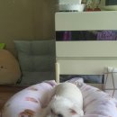 헬로우동물병원 이미지