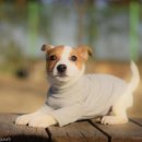 개린이세상 이미지