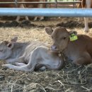 횡성한우 이미지