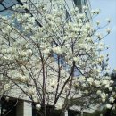 봄의향연 이미지