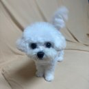 중앙유치원 | 의정부 애견유치원 추천 강아지를 사랑하는 마음이 가득한 아이몽애견유치원 후기