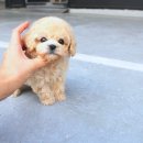 수원강아지분양 드림독 안심분양센터 수원점 | 영등포강아지분양 현명하게 고르는 법 진짜 알려드림