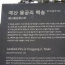 백송초밥 이미지