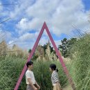 성지연꽃길 | 팜파스와 핑크뮬리가 가득한 태안 청산수목원 방문후기(팜파스 위치공유,구경동선,2박3일 충남여행코스...