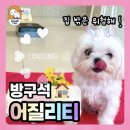 쉐이크테일 강아지 애견 유치원 호텔 미용 이미지