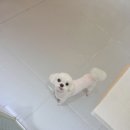 블링블링하개 이미지