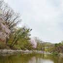 백성병원 앞 ~ 수원시청 옆 | [마리이야기] 영어역사문화 체험 담덕이야기의 4월 수업은 창경궁