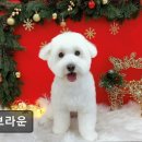 멍 브라운 | (평택, 강아지, 고양이, 애견미용, 추천!) 멍브라운 평택 멍브라운, 친절한 미용 서비스