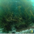 바다랑해초랑 이미지