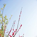 소동파 시모음 이미지