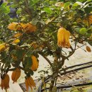 (주) 게임앤퍼슨 | [용인 가볼만한 곳] 팜앤트리 - 황금향 수확 &amp; 귤잼 만들기 체험 후기