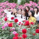 장미관문 이미지