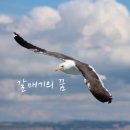 갈매기의꿈 - 동구 화잠로 129 | 갈매기의꿈