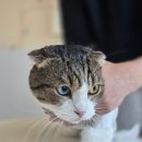 미미캣살롱&고양이호텔 이미지