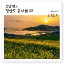 청산도 유채꽃 4월여행, 슬로걷기 축제 배편예약 내돈내산 후기(2)