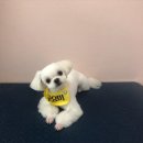 THE반하개 이미지