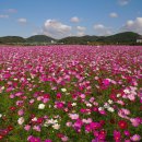 드림파크 국화축제 이미지