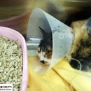 봄내동물병원 이미지