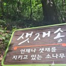울진소나무 Daum카페