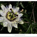 풍성초등학교 이미지