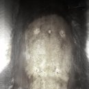 블루동물종합병원 이미지