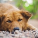 이로동물의료센터 이미지