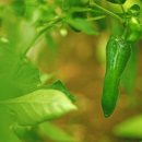 한계농장 이미지