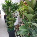 동광양꽃판매장 이미지