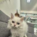 낭만고양이(강서점) 이미지