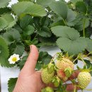 정준근농장 | 원샷M으로 잎색과 과실경도를 개선하다